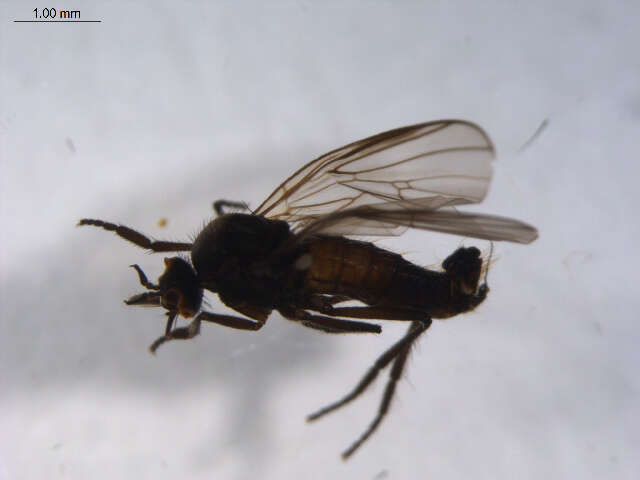 Image of Rhamphomyia latilobata Bartak 2002