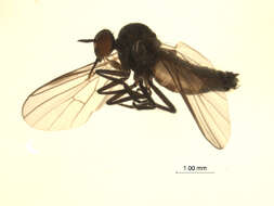 Image of Rhamphomyia latilobata Bartak 2002