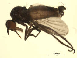 Image of Rhamphomyia latilobata Bartak 2002