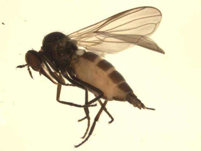 Image of Rhamphomyia latilobata Bartak 2002