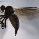 Image of Rhamphomyia virgata Coquillett 1895