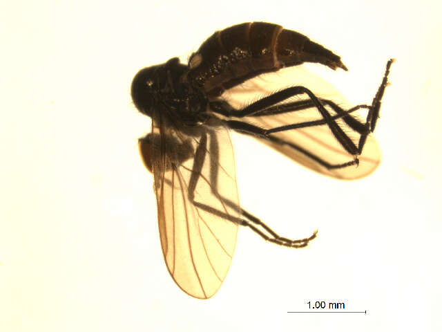 Image of Bicellaria bisetosa Tuomikoski 1936