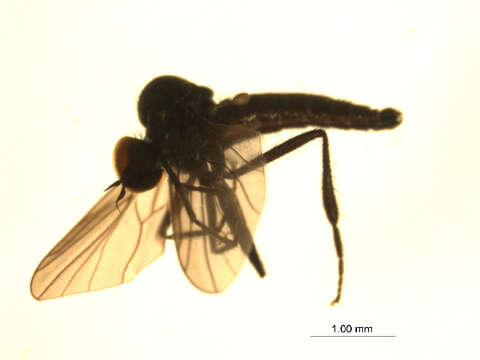 Image of Bicellaria bisetosa Tuomikoski 1936