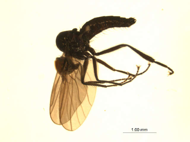 Image of Bicellaria bisetosa Tuomikoski 1936