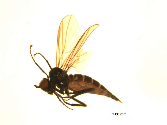 Image of Bicellaria bisetosa Tuomikoski 1936