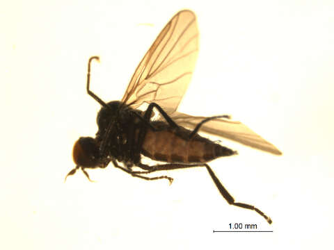 Image of Bicellaria bisetosa Tuomikoski 1936