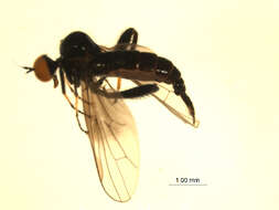 Image of Euhybus triplex (Walker 1849)