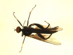 Image of Euhybus triplex (Walker 1849)