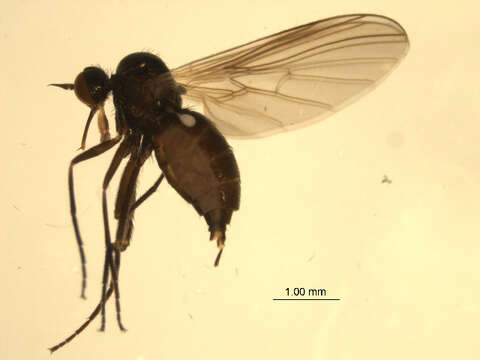 Image of Rhamphomyia debilis Loew 1861