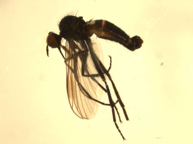 Image of Rhamphomyia phemius