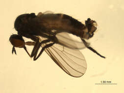 Image of Rhamphomyia latilobata Bartak 2002