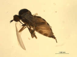 Image of Rhamphomyia