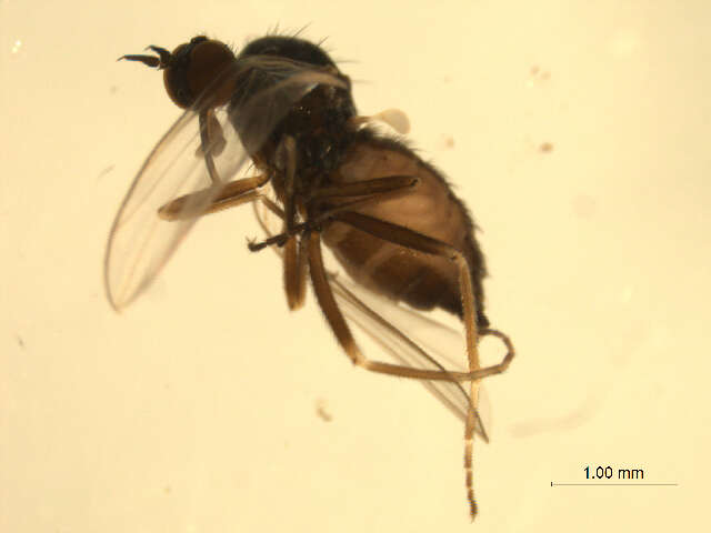 Image of Rhamphomyia