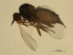 Image of Rhamphomyia