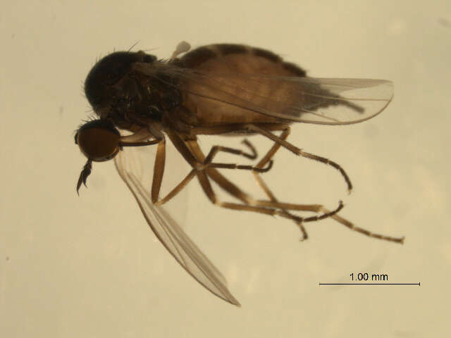 Image of Rhamphomyia