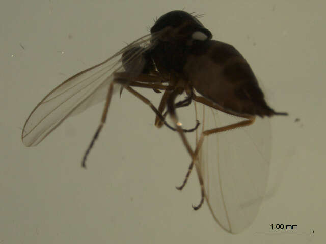 Image of Rhamphomyia