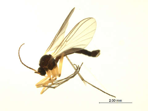 Image of Boletina digitata Lundstrom 1914