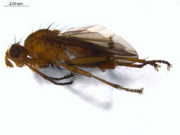 Image of Tetanocera robusta Loew 1847