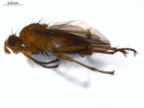 Image of Tetanocera robusta Loew 1847