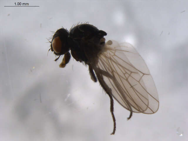 Image of Egle atomaria (Zetterstedt 1845)
