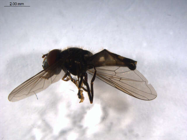 Imagem de Platycheirus nearcticus Vockeroth 1990