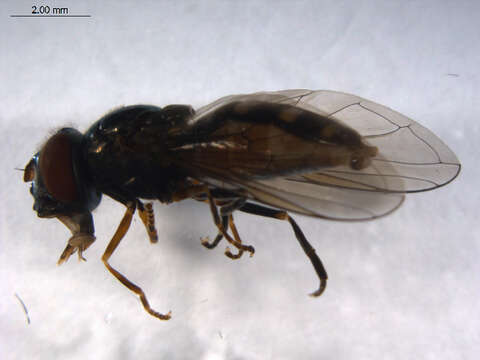 Image of Platycheirus naso (Walker 1849)