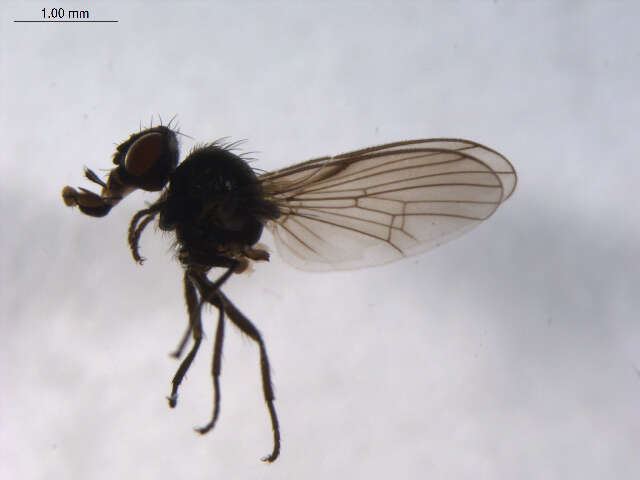 Image of Egle atomaria (Zetterstedt 1845)