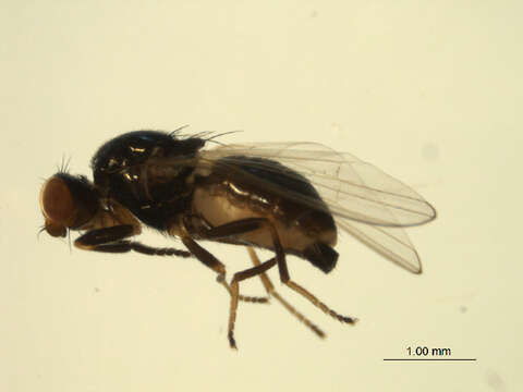 Image of <i>Liopiophila varipes</i>