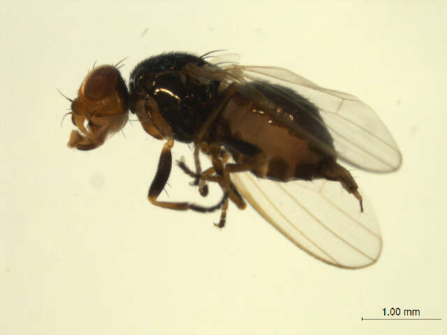 Image of <i>Parapiophila</i>
