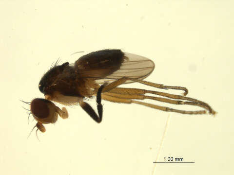 Image of Pteromicra