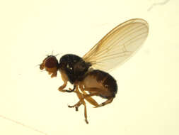 Image of Parapiophila