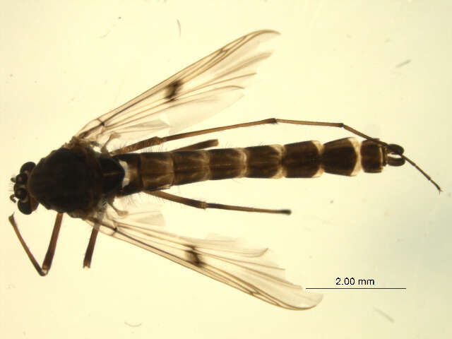 Image de <i>Derotanypus alaskensis</i>