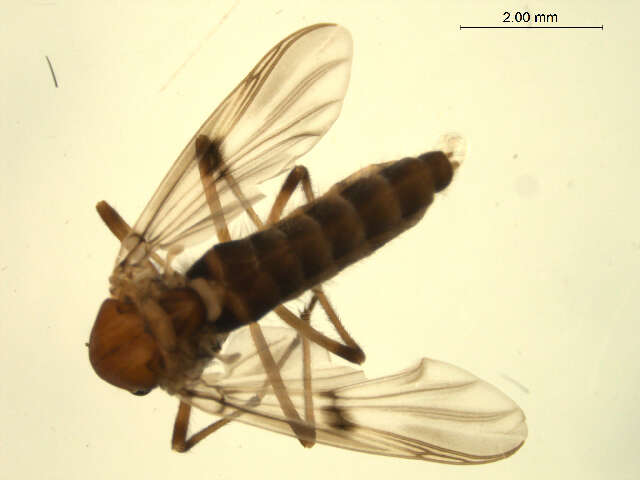 Image de <i>Derotanypus alaskensis</i>