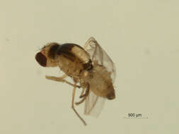 Image of Phytoliriomyza dorsata (Siebke 1864)