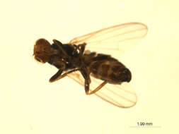 Image of <i>Parapiophila</i>