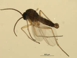 Image of Dichopygina duplicis Vilkamaa, Hippa & Komarova 2004