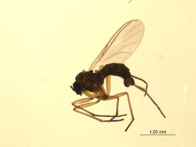 Image of Phytosciara prosciaroides Tuomikoski 1960