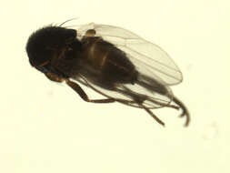 Image of Neophyllomyza quadricornis Melander 1913