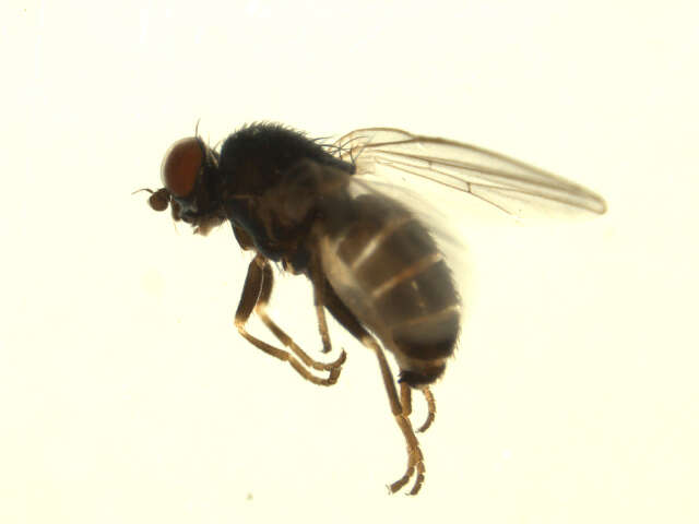 Image of Leucopis