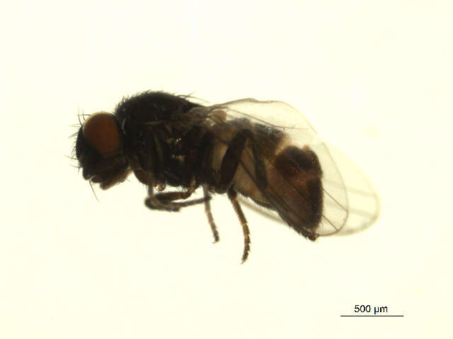 Image of Neophyllomyza quadricornis Melander 1913