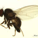 Image of <i>Agromyza isolata</i> or albitarsis