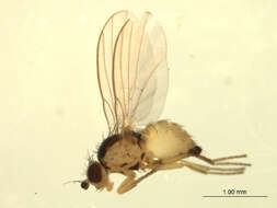 Image of Phytoliriomyza dorsata (Siebke 1864)