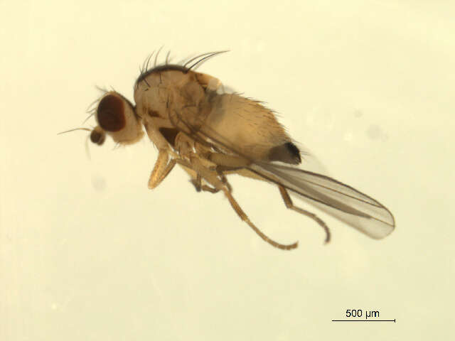 Image of Phytoliriomyza dorsata (Siebke 1864)