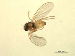 Image of Phytoliriomyza dorsata (Siebke 1864)