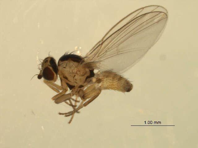 Image of Phytoliriomyza dorsata (Siebke 1864)