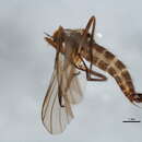 Image of Rhamphomyia tipularia Fallen 1816