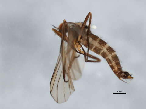 Image of Rhamphomyia tipularia Fallen 1816