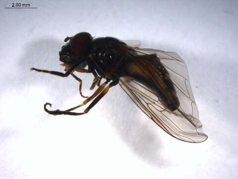 Image of Platycheirus naso (Walker 1849)