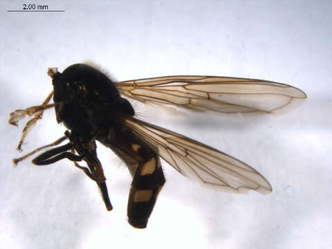 Image of Platycheirus naso (Walker 1849)