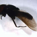 صورة Cheilosia